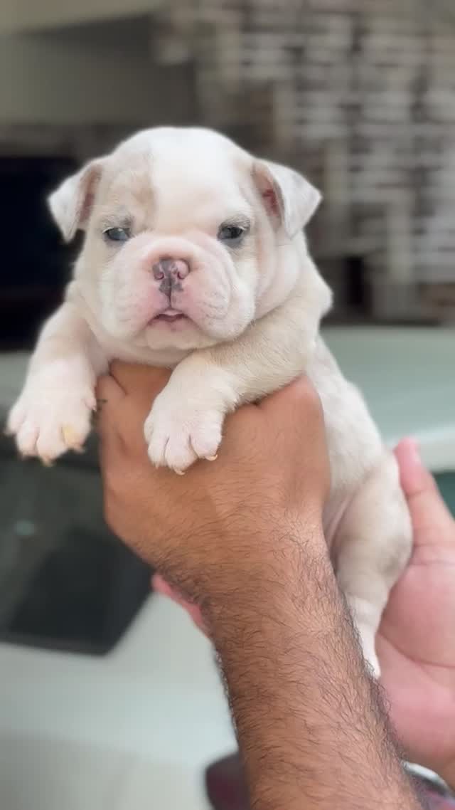 French Bulldog Puppy, farm video