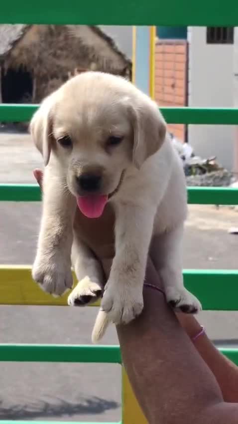 Beagle Black & Tan Puppy, farm video