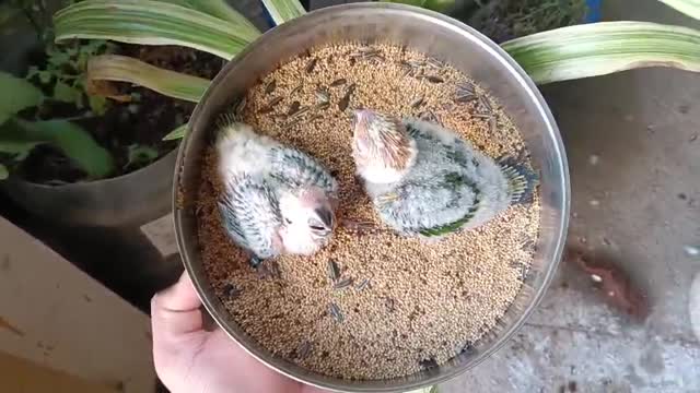Sun Conure, farm video