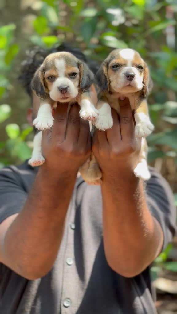 Beagle Black & Tan Puppy, farm video
