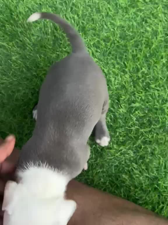 American Bully Pocket Size Puppy, farm video