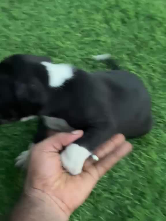 American Bully Pocket Size Puppy, farm video