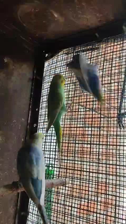 Rat, farm video