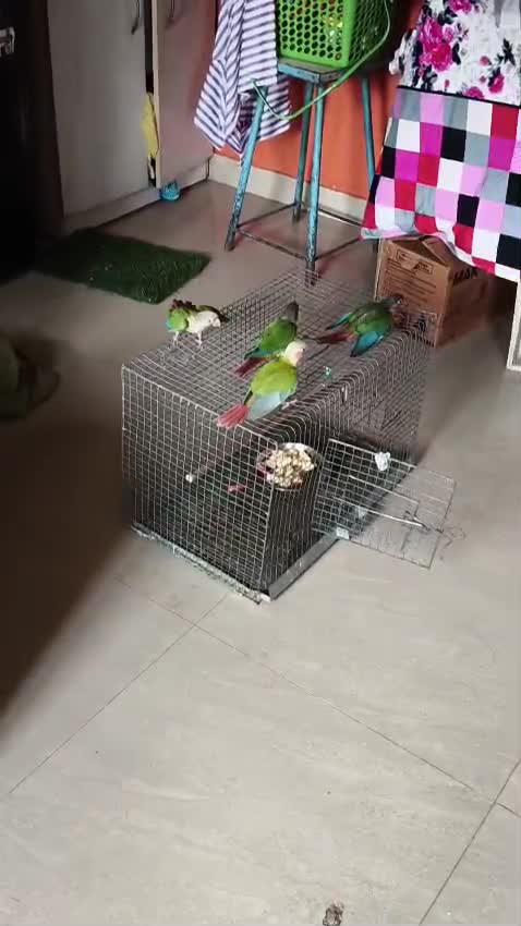 Small Cheek Conure, farm video