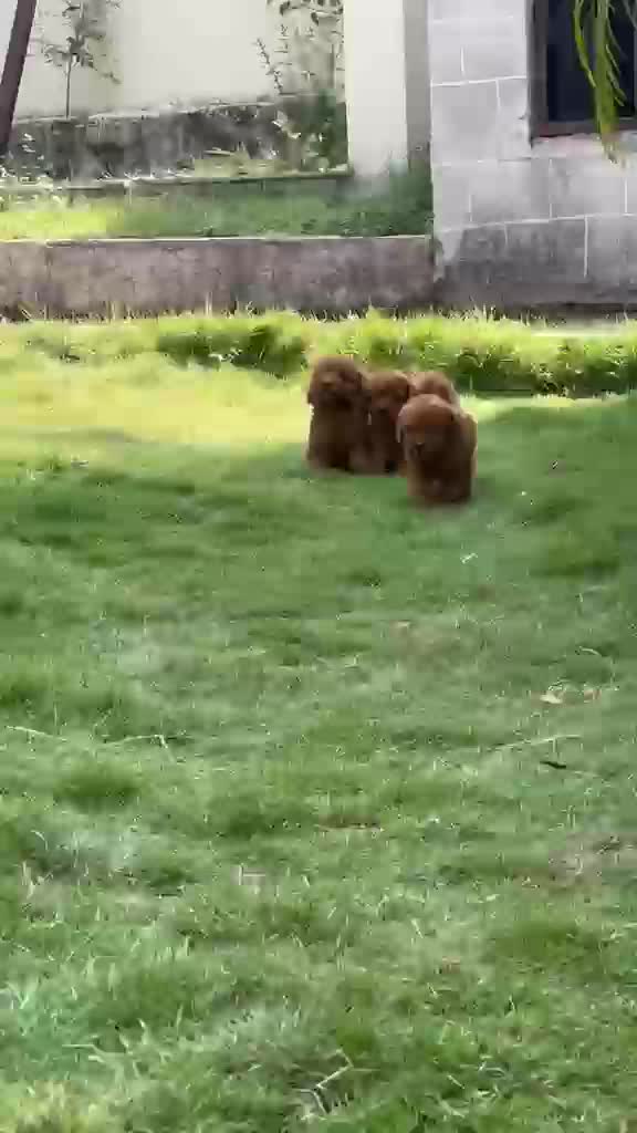 Toy Poodle Puppy, farm video