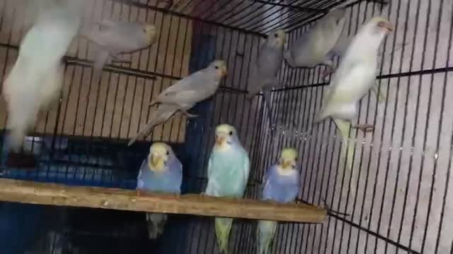 Rat, farm video