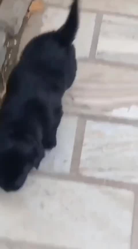 Beagle Black & Tan Puppy, farm video