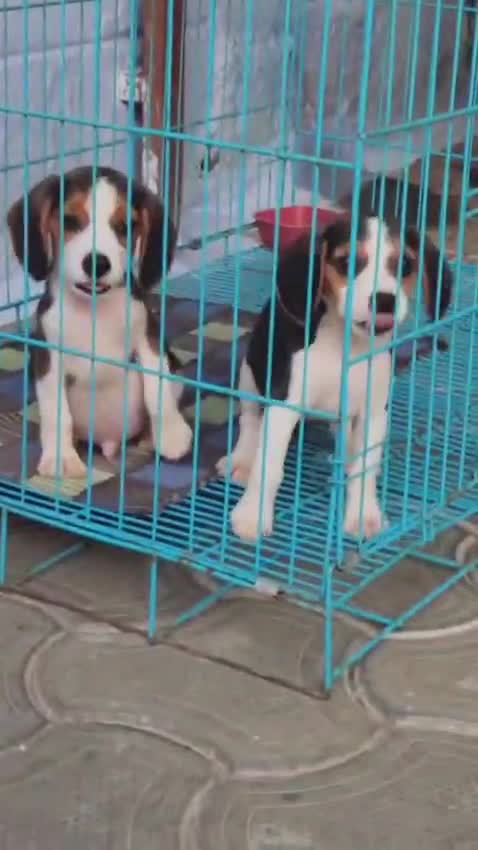 Beagle Black & Tan Puppy, farm video