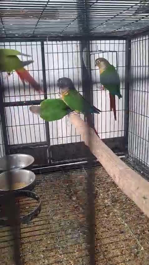 Blue Throated Conure, farm video