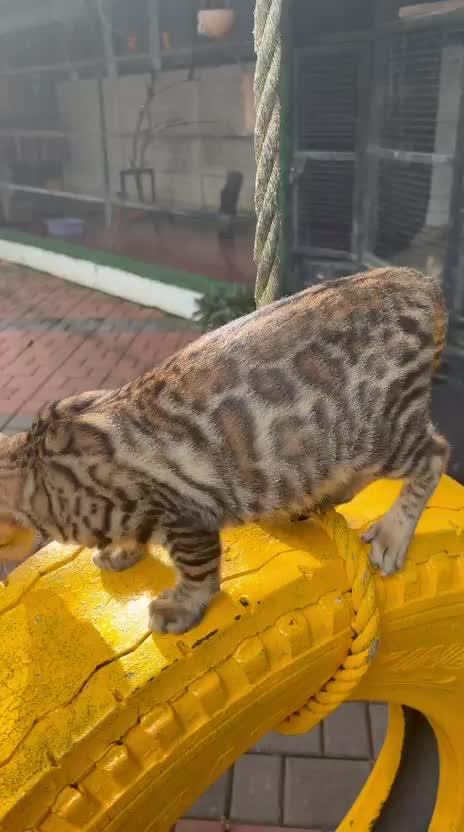 Bengal Kitten, farm video