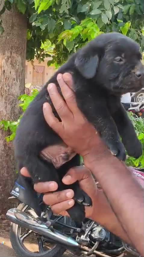 Beagle Black & Tan Puppy, farm video
