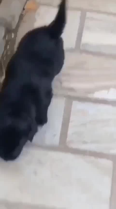 Beagle Black & Tan Puppy, farm video