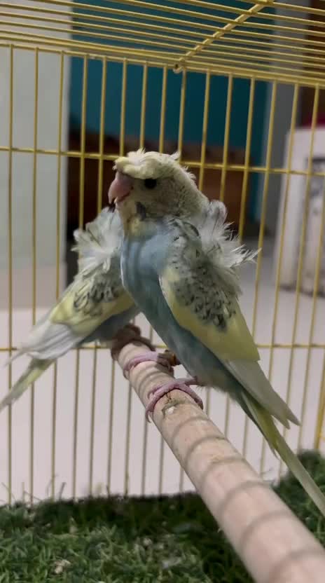 Hogoromo Budgies, farm video