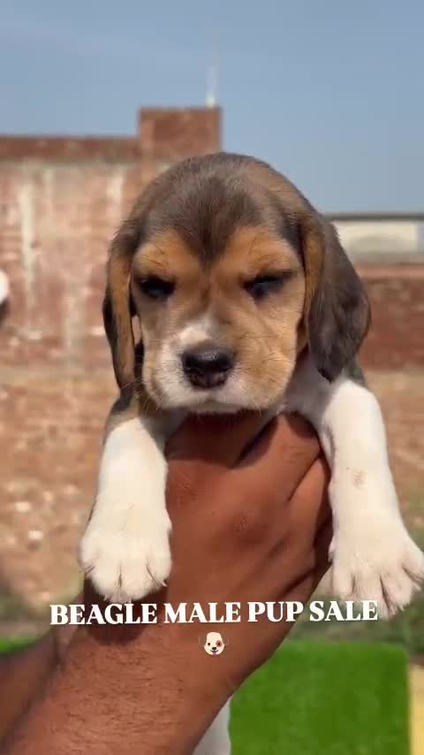 Beagle Black & Tan Puppy, farm video
