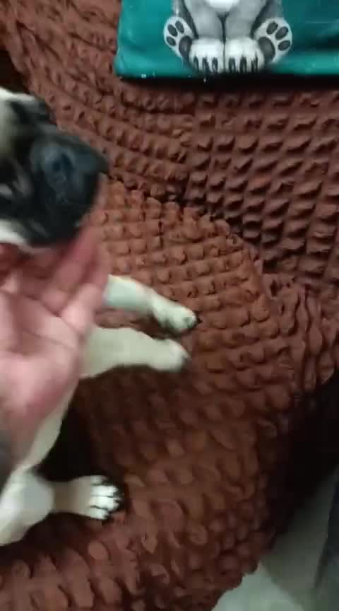 Pug Puppy, farm video