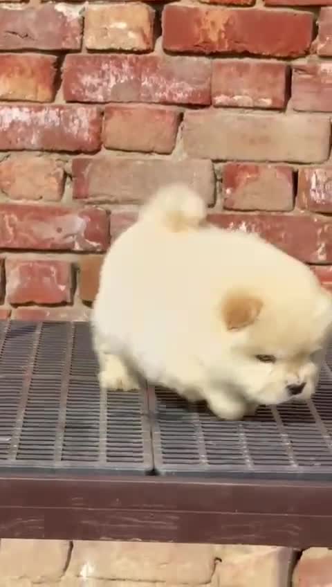 Chow Chow Puppies, farm video