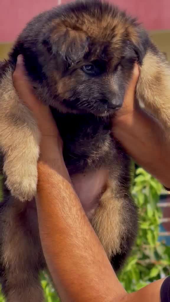 German Shepherd Puppy, farm video