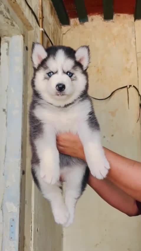 Siberian Husky Puppy | Black & White Color, farm video
