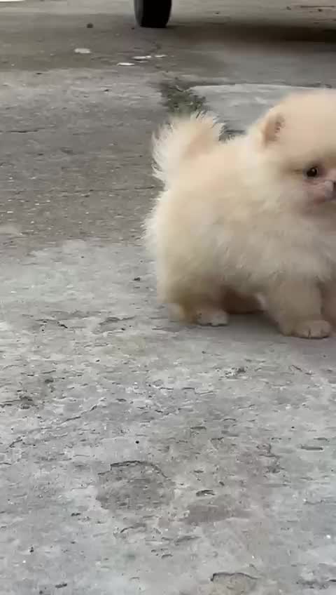 Toy Poodle Puppy, farm video