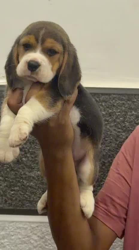 Beagle Black & Tan Puppy, farm video