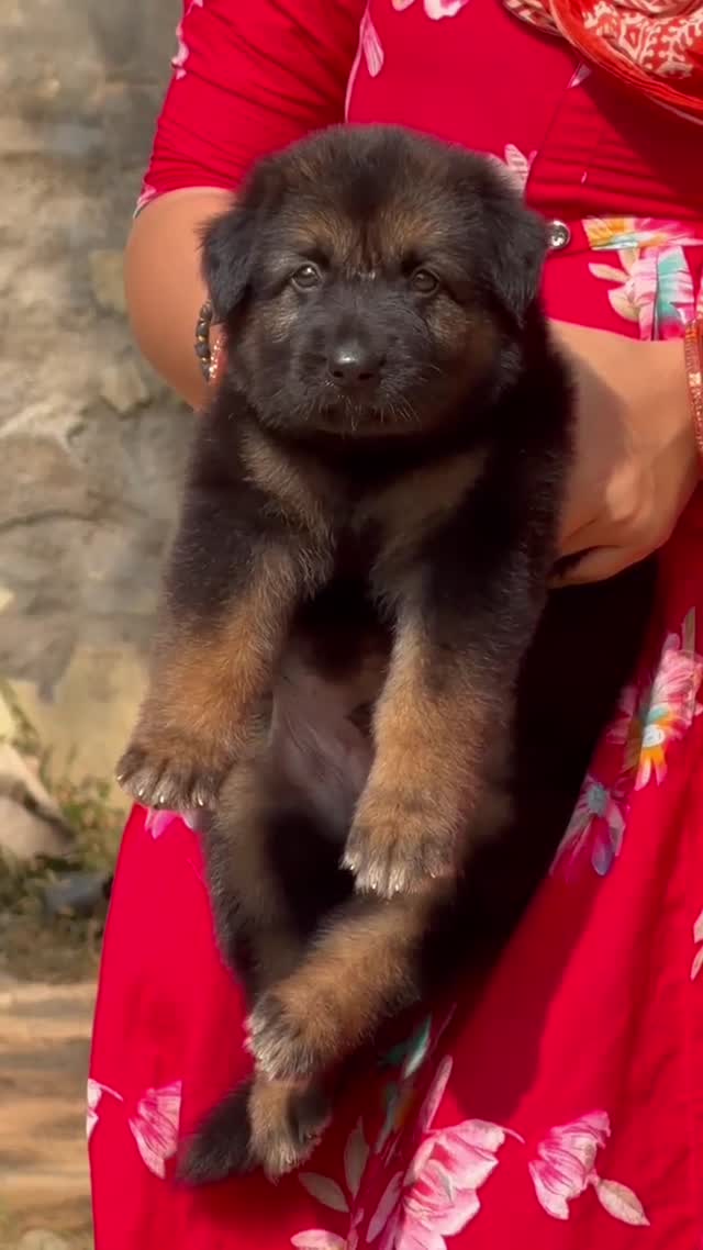 German Shepherd Puppy, farm video