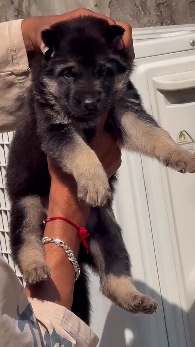 German Shepherd Puppy, farm video