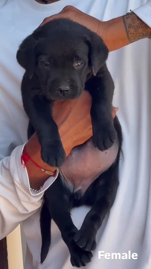 Beagle Black & Tan Puppy, farm video