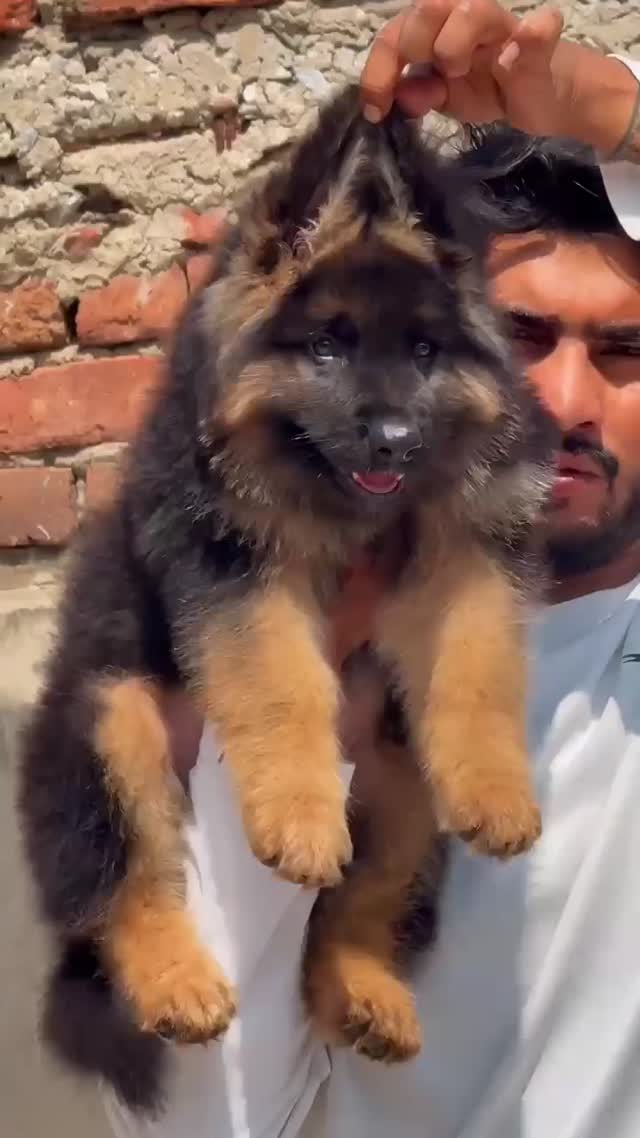 German Shepherd Puppy, farm video