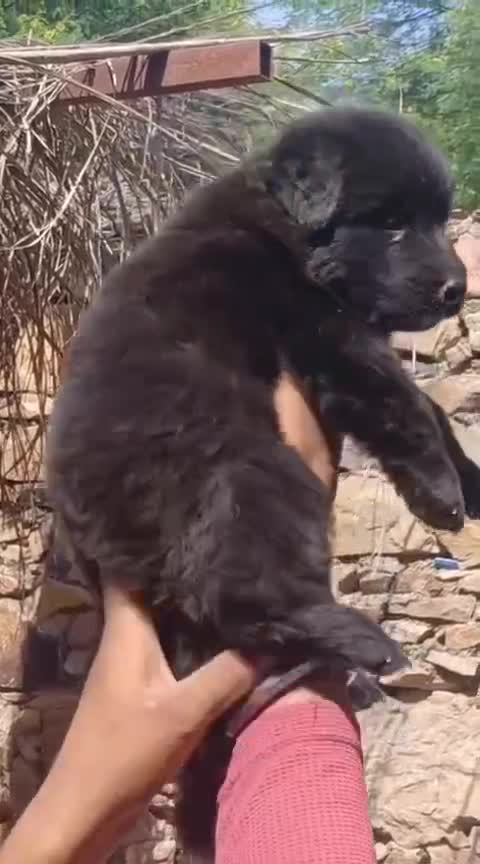 German Shepherd Puppy, farm video