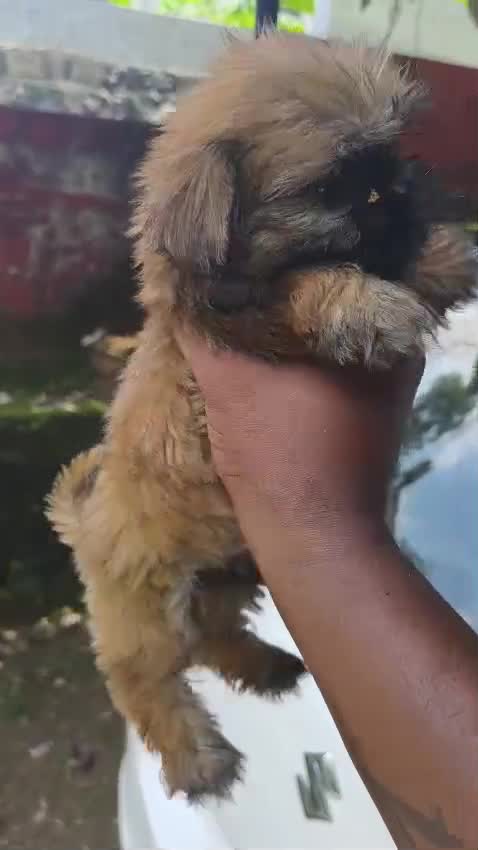 Shih Tzu | Black Color, farm video