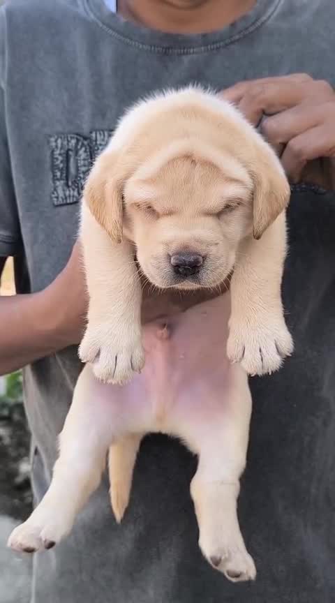 Beagle Black & Tan Puppy, farm video