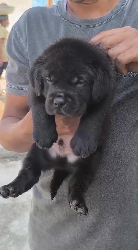 Beagle Black & Tan Puppy, farm video