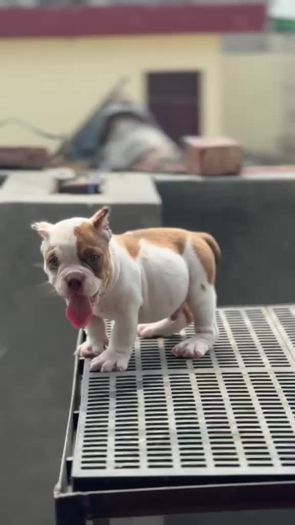 American Bully Standard Size Puppy, farm video