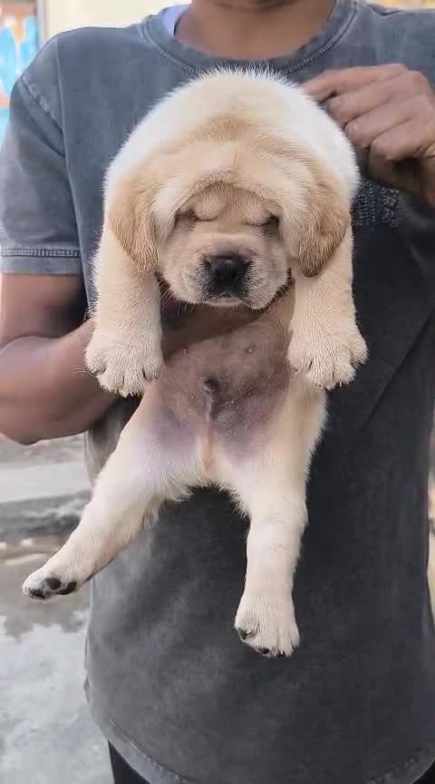 Beagle Black & Tan Puppy, farm video