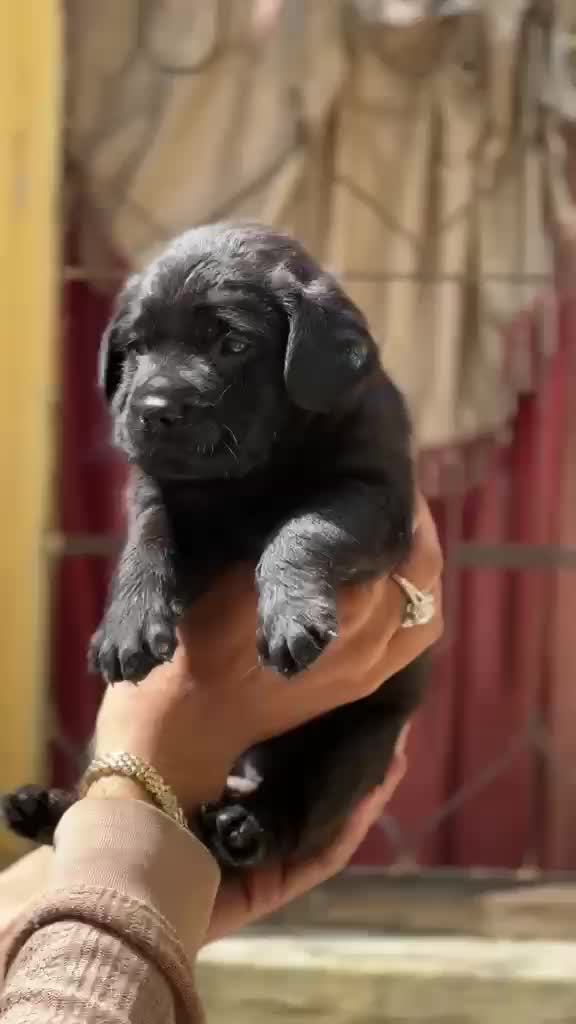 Beagle Black & Tan Puppy, farm video