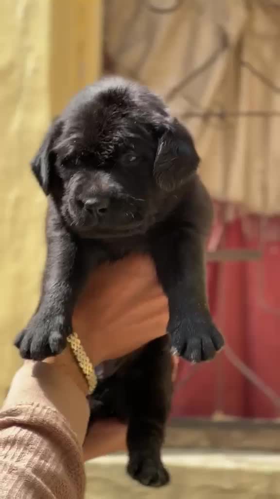 Beagle Black & Tan Puppy, farm video