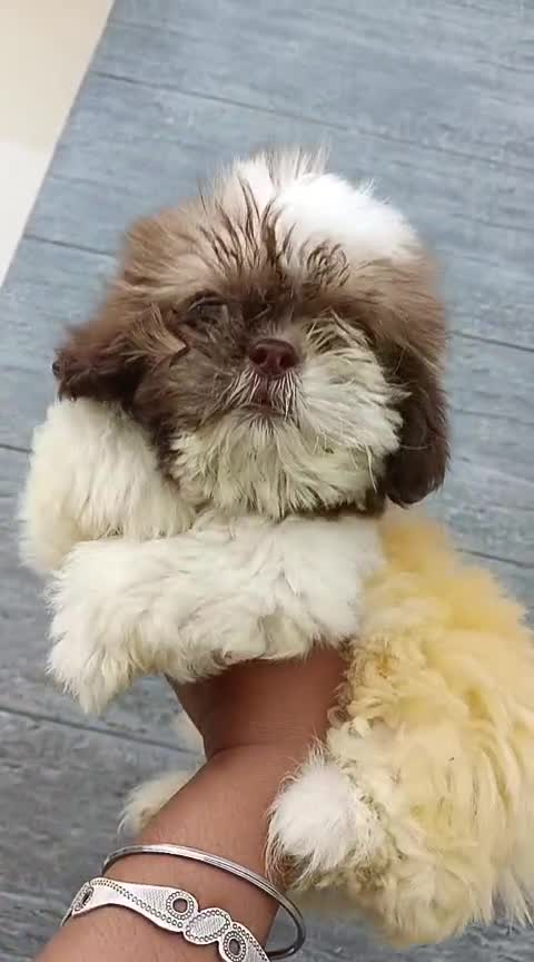 Shih Tzu | Black Color, farm video