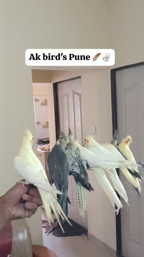 Cockatiel, farm video