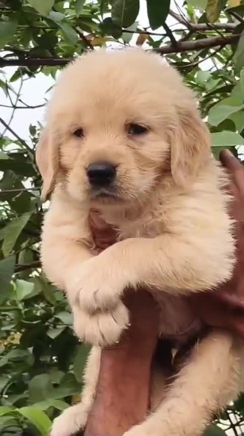 Golden Retriever, farm video