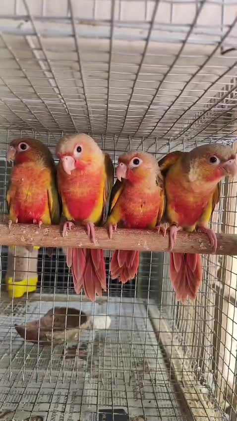 Pineapple Headed Conure, farm video