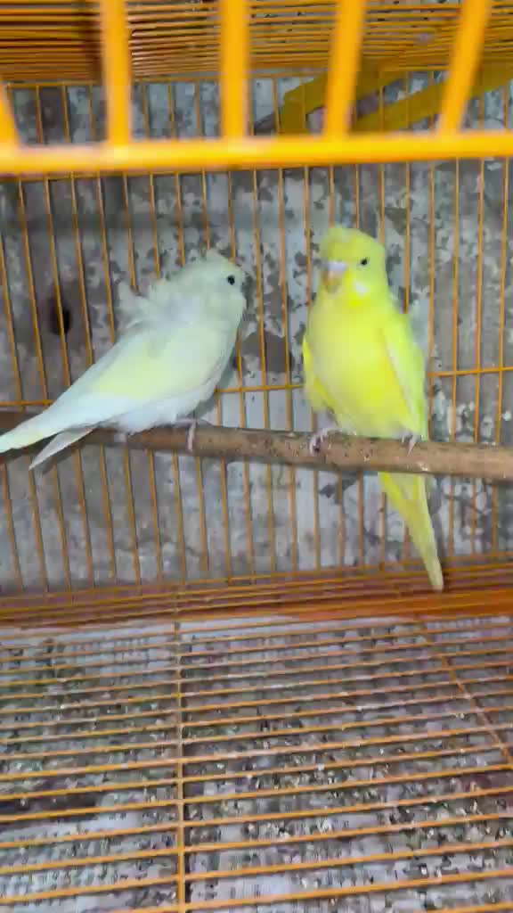 Hogoromo Budgies, farm video