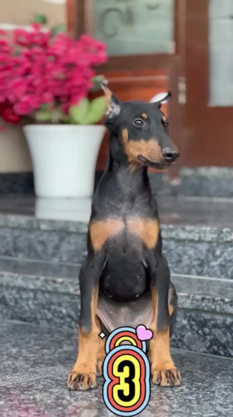 European Doberman Puppy, farm video