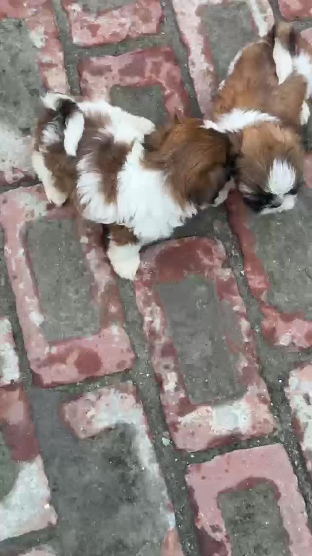 Shih Tzu | Black Color, farm video
