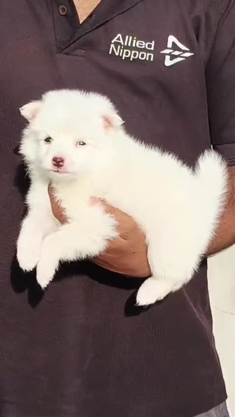 Culture Pom Puppy, farm video