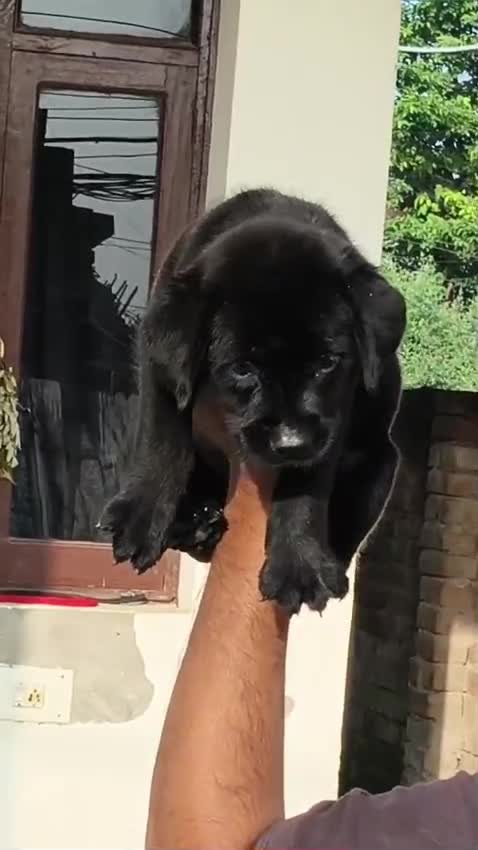 Beagle Black & Tan Puppy, farm video