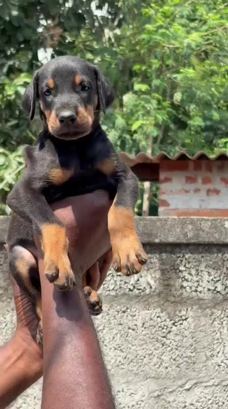 European Doberman Puppy, farm video