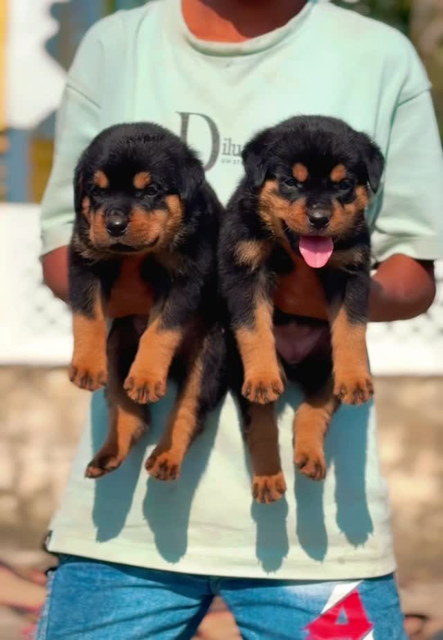 Rottweiler Puppy, farm video
