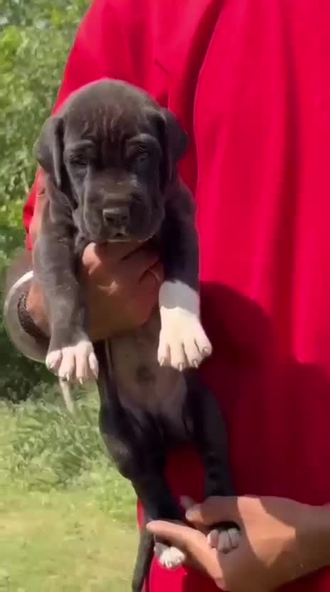 Great Dane Puppy | Brindle, farm video