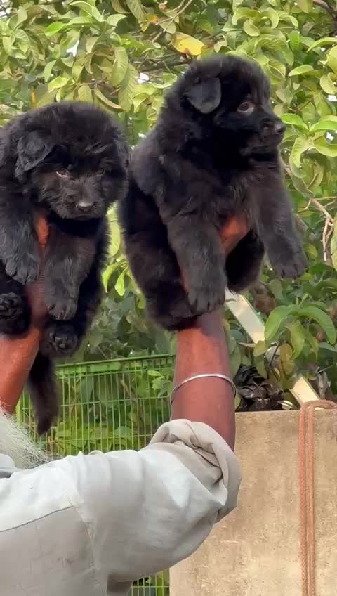 German Shepherd Puppy, farm video