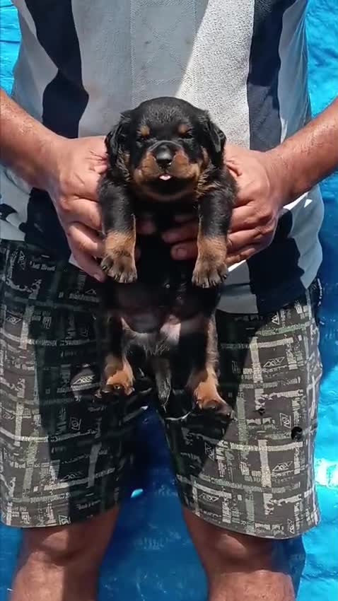 Dachshund Puppy, farm video